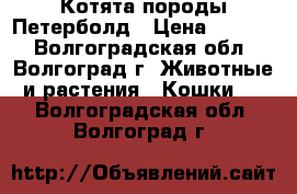 Котята породы Петерболд › Цена ­ 7 000 - Волгоградская обл., Волгоград г. Животные и растения » Кошки   . Волгоградская обл.,Волгоград г.